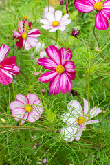 Wall Mural - Many fresh Cosmos bipinnatus flowers in a decorative garden Nature Vertical