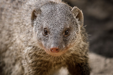 Poster - mongoose on lookout