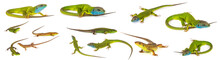 Green Lizard Set Collection Isolated On White Background
