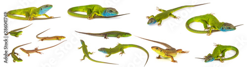 Green lizard set collection isolated on white background Tableau sur Toile