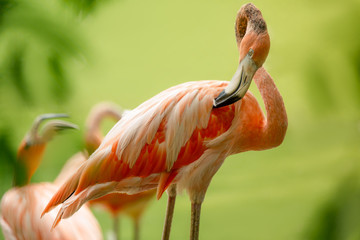 Wall Mural - flamingo 