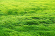 landscape of beautiful fresh grass field background
