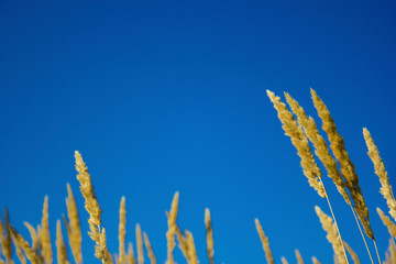 Spikelets against the blue sky, grain field silhouette grass