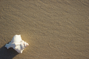 Seashells on sand sunrise background sea, horizon beach dawn wave