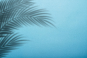 shadow from palm leaves on a background of blue wall. blue background, cardboard. abstract image