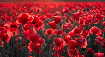 Wall Mural - panorama of magnificent red poppies illuminated by the setting sun,only red and black
