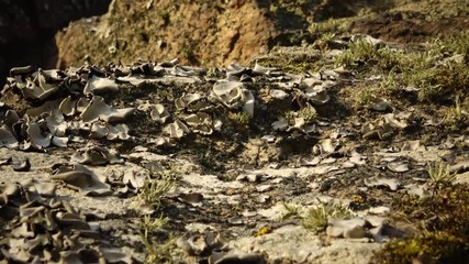 Wall Mural - Different species of lichens and moss on the granite banks of the Southern Bug River, Ukraine