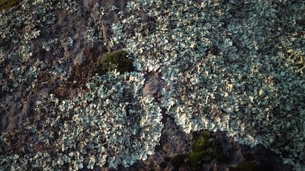 Wall Mural - Different species of lichens and moss on the granite banks of the Southern Bug River, Ukraine