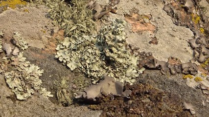 Wall Mural - Different species of lichens and moss on the granite banks of the Southern Bug River, Ukraine