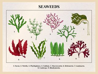 Seaweeds Botanical Background Chart 