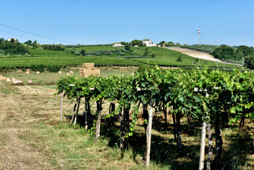 rows of vines in vineyard