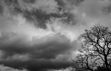 Wall Mural - Silhouette dead tree and branch on grey sky background. Black branches of tree. Nature texture background. Art background for sad, dead, lonely, hopeless, and despair. Halloween day background.