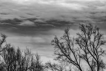 Wall Mural - Silhouette dead tree and branch on grey sky background. Black branches of tree. Nature texture background. Art background for sad, dead, lonely, hopeless, and despair. Halloween day background.