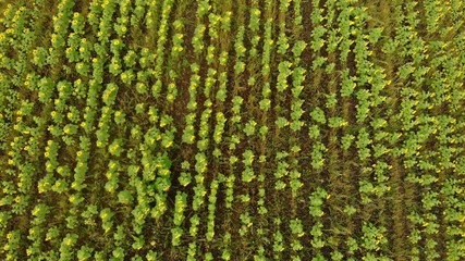 Wall Mural - A bright field full of ripe sunflowers - aerial