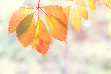 Wall Mural - Tender red orange transparent autumn vine leaves glowing at sunset. light flare fall tree with blurred nature background. Copy space. Golden foliage seasonal backdrop