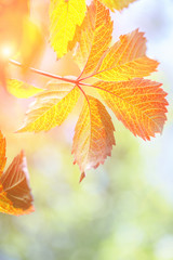 Wall Mural - Tender red orange transparent autumn vine leaves glowing at sunset. light flare fall tree with blurred nature background. Copy space. Golden foliage seasonal backdrop