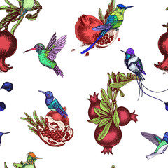 Wall Mural - Vector illustration sketch pattern - card with pomegranate and hummingbird.