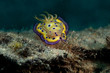Goniobranchus kuniei, Chromodoris kuniei is a species of very colourful sea slug, a dorid nudibranch, a marine gastropod mollusc in the family Chromodorididae
