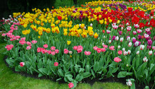 Tulips, Bright Beautiful Color, Bloom In The Garden In The Open Field
