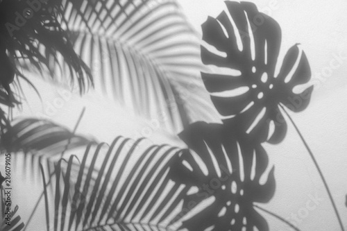 cienie-lisci-palmowych-i-lisc-monstera-na-betonowej-scianie-teksturowanej-tle-powierzchni-ton-bialy-i-czarny