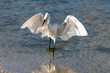 © Karyn - Shore birds in Florida - Snowy Egret