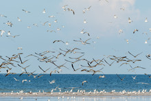 Florida Beach With Flocks Of Shore Birds On Land And Flying