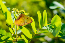 Yellow And Orange Sulfur Butterfly In Florida