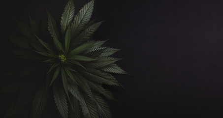 bush of fresh marijuana on a dark black background.