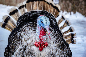 big turkey in the snow