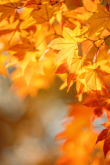 Wall Mural - beautiful maple leaves in autumn sunny day in foreground and blurry background in kyushu, japan. no 