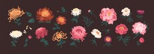 Bundle Of Blooming Peonies And Chrysanthemums Isolated On Black Background. Set Of Flowers And Decorative Flowering Plants. Collection Of Elegant Floral Decorations. Natural Vector Illustration.