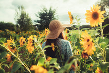 Walk Among In The Field Among Sunflowers