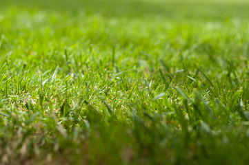 natural green grass for wallpaper or background