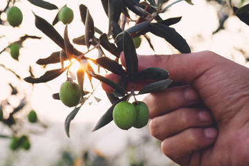 olive branch in farmer's hand - close up. agriculture or gardening - country outdoor scenery, gold s