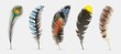 Realistic bird feathers. Detailed colorful feather of different birds. 3d vector collection isolated on transparent background. Illustration feather bird, peacock fluffy elegance plumage