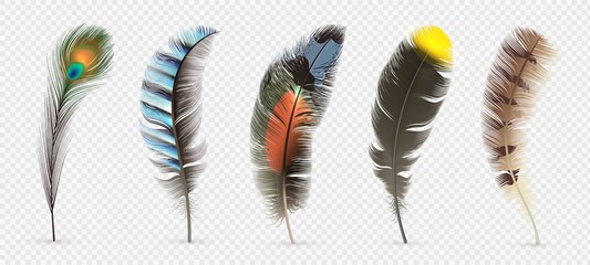 realistic bird feathers. detailed colorful feather of different birds. 3d vector collection isolated