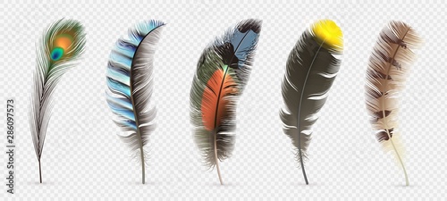 Realistic bird feathers Poster Mural XXL