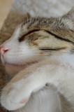 Fototapeta Koty - Close-up shot of a kitten sleeping.
