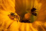 abeille butinant