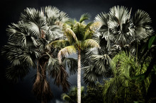 View Of Various Palm Trees With Dark Stormy Sky At Sunset, Stylized And Desaturated. Noise Or Grain At 100%
