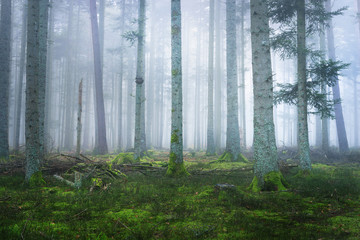 Plakat świerk francja las krajobraz