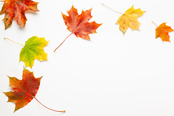 autumn composition with maple leaves on white background. autumn leaves background. flat lay, copy s