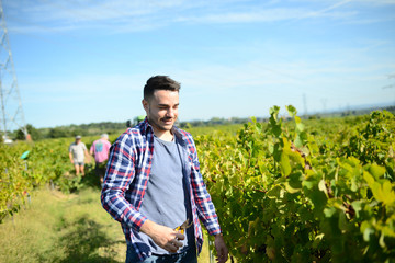 Wall Mural - handsome man farmer in vine, harvesting ripe grape during wine harvest season in vineyard