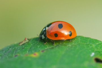 Red ladybug on a green leaf in the garden