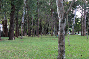 Wall Mural - Ibirapuera