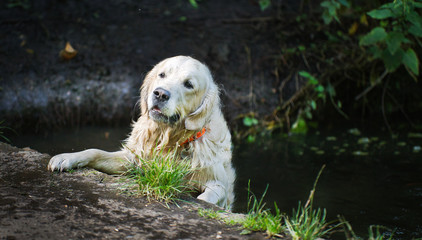 Wall Mural - The Golden Retriever