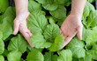 Close up hand farmer in hydroponic garden during morning time food background concept with copy space.