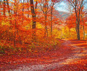 Pathway in the forest at autumn