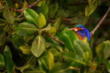 Fototapeta Tęcza - Malachite Kingfisher - Alcedo cristata, beautiful small blue and orange river kingfisher from Western African rivers and mangrove, La Somone, Senegal.