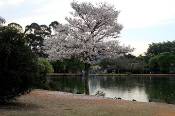 Poster - Ibirapuera